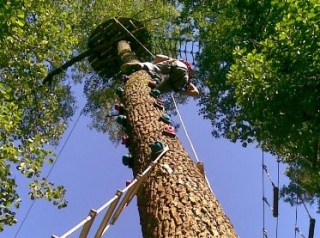 trepar a los árboles 